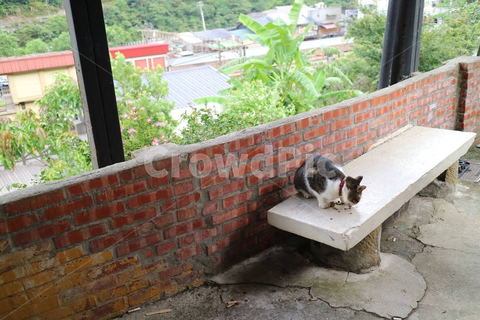 고양이,길고양이,고양이마을,대만고양이,taipei,동물,animal,포유류,mammal,고양이,cat,kitten,kitty