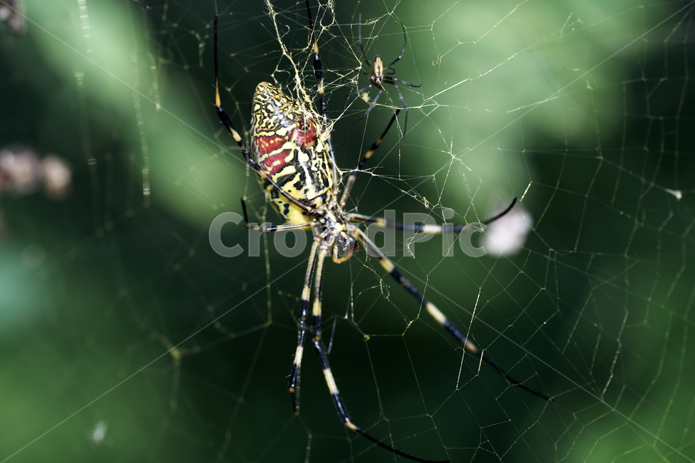 호랑거미,거미,절지동물,argiopeamoena,거미줄,담록색,동물,animal,곤충,벌레,insect,bug