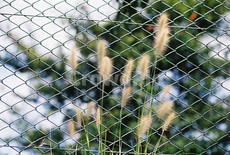 plant,식물,강아지풀,철조망,greenfoxtail