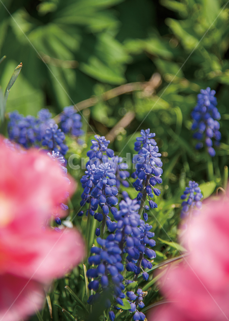 blue flower,spring flowers,spring,grapehyacinth,plant,Muscari,garden,flower