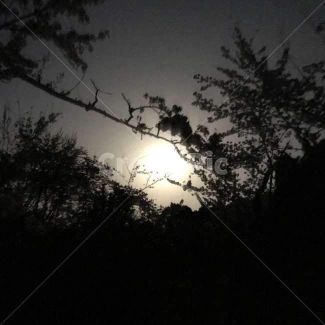 숲,달,대나무,저녁,밤