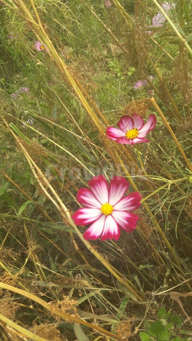 코스모스,꽃,빨강,휜색,초록,가을,계절,fall,autumn,season,식물,자연,plants,nature,꽃,flower,plant,blossom,petal,꽃잎