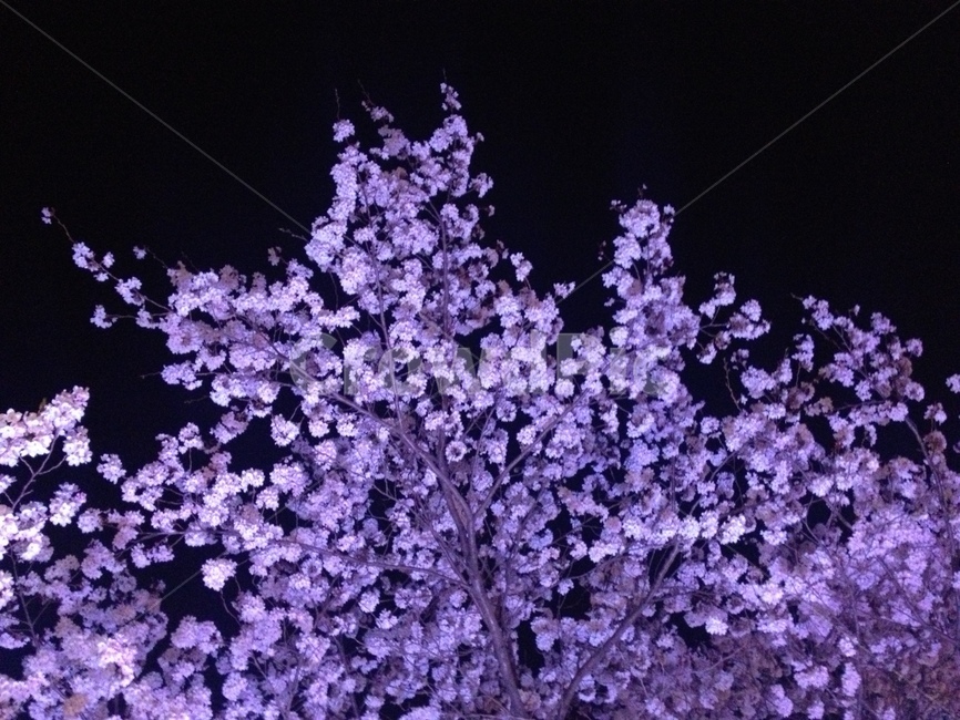 plant,식물,blossom,꽃,flower,벚꽃,cherryblossom,밤,night,식물,자연,plants,nature,꽃,flower