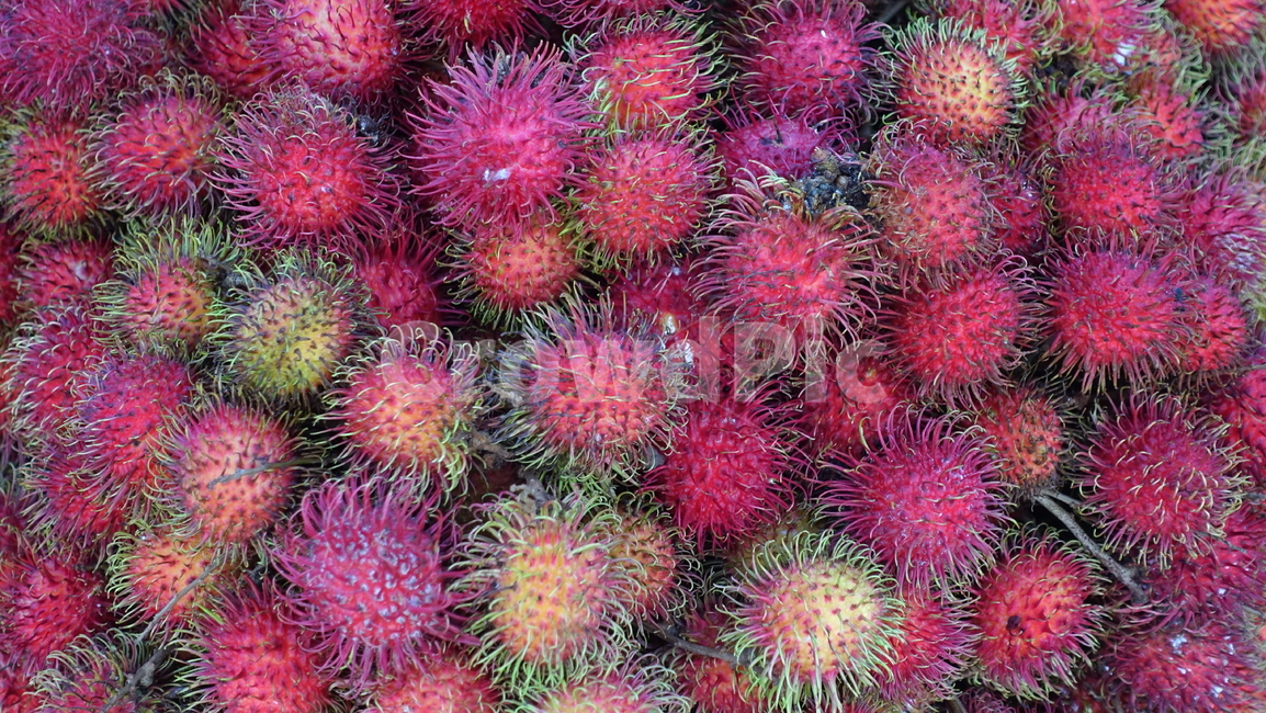 람부탄,과일,빨강,red,ramputan,fruit
