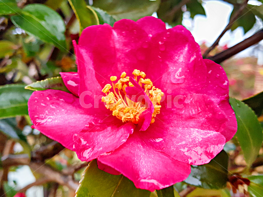 동백꽃,꽃,flower,제라늄,geranium,blossom,식물,plant