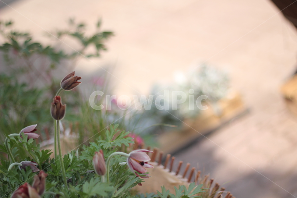 할미꽃,원예,꽃,꽃밭,식물,flower,colorsense,plants,색상,색채,색깔,색감,이쁜꽃,자연,nature,화분,빛,보라색꽃,잎,식물,자연,plants,nature,꽃,flower