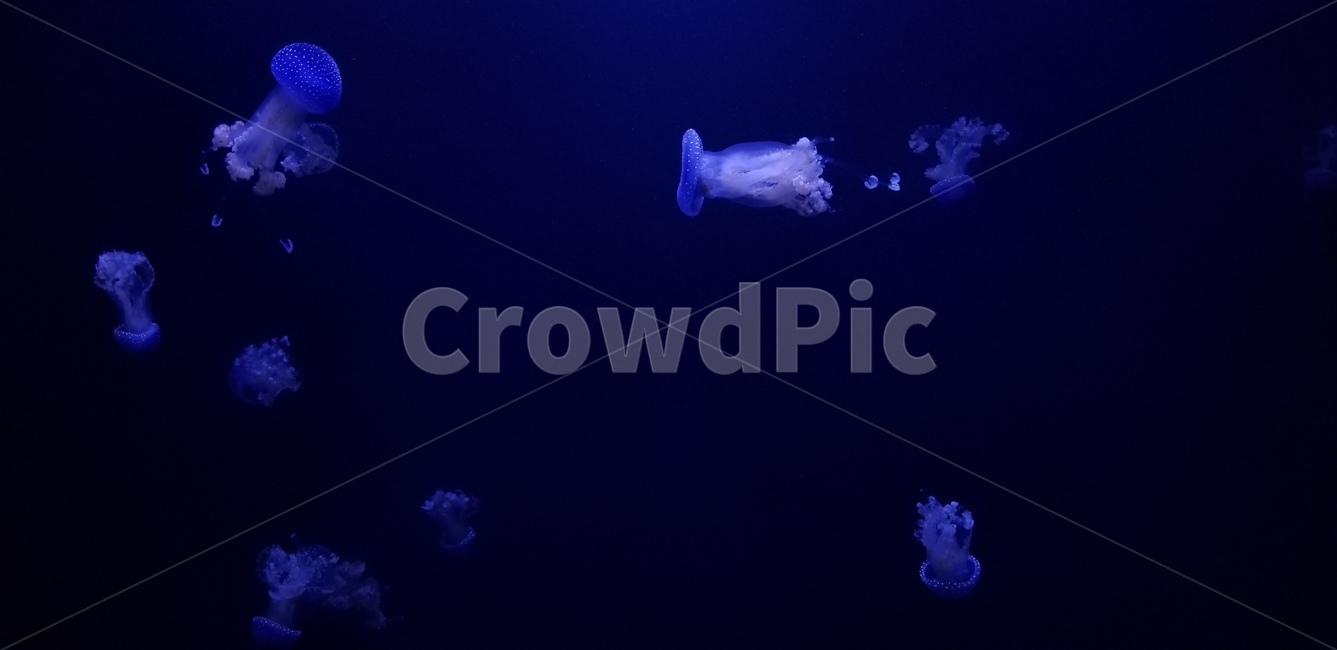 수족관,미국,아쿠아리움,aquarium,동물,수중생물,animal,america,blue,파랑,해파리,jellyfish,light,빛