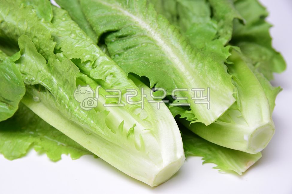 green,white background,vegetable,leaf,lettuce,vegetables,Lettuce,Romaine Lettuce,foodreserves,Romaine,ingredients