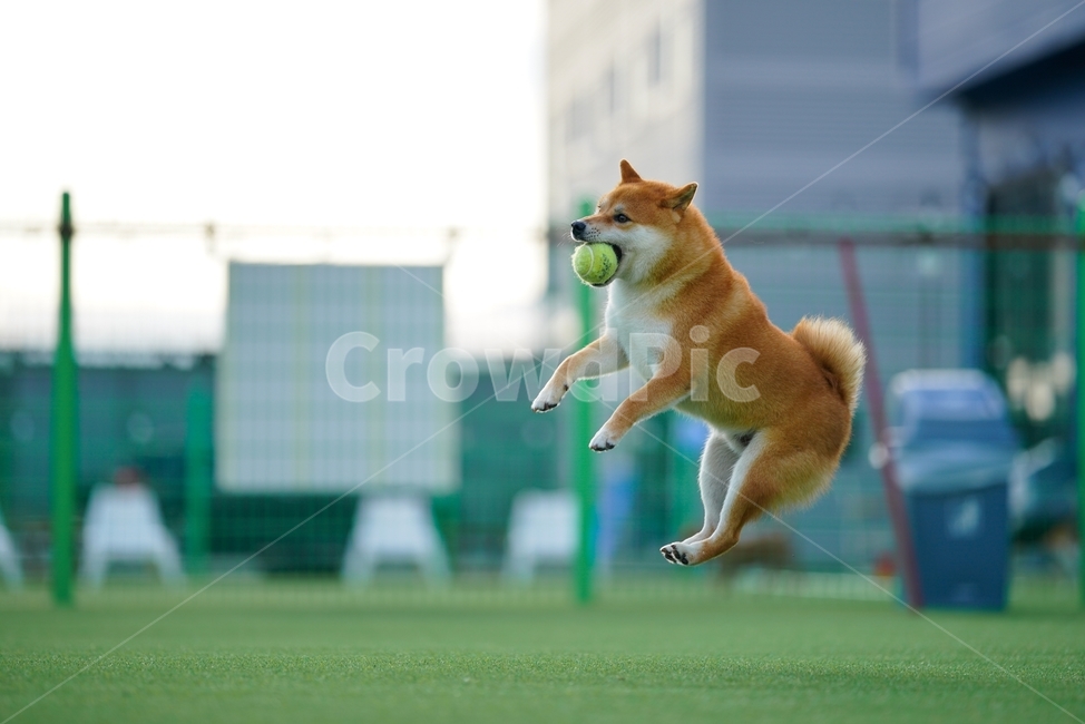 animal,pet,동물,dog,개,시바,시바이누,시바견,적시바,동물,animal,포유류,mammal,개,강아지,dog,doggy