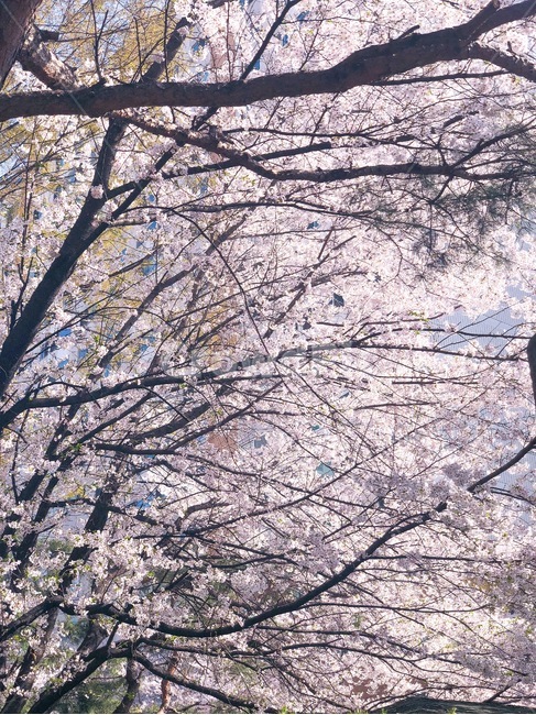 plant,식물,cherryblossom,벚꽃,flower,꽃,spring,봄