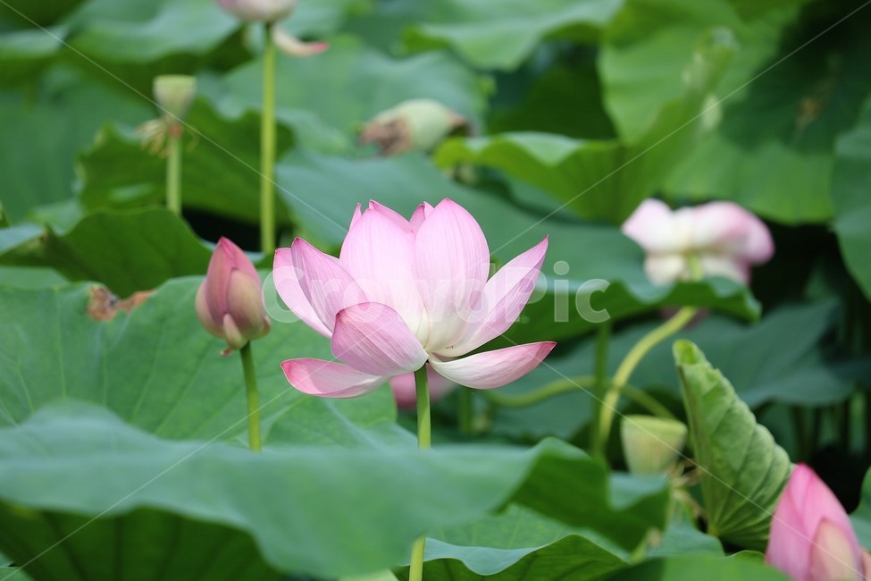 plant,식물,flower,꽃,연꽃,식물,자연,plants,nature,꽃,flower