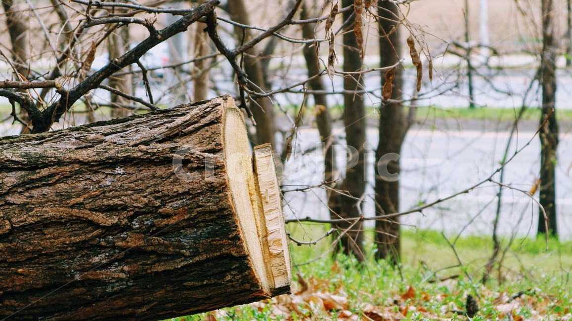 나무,나이테,나무단면,숲,목재,질감,wood,단면,자연