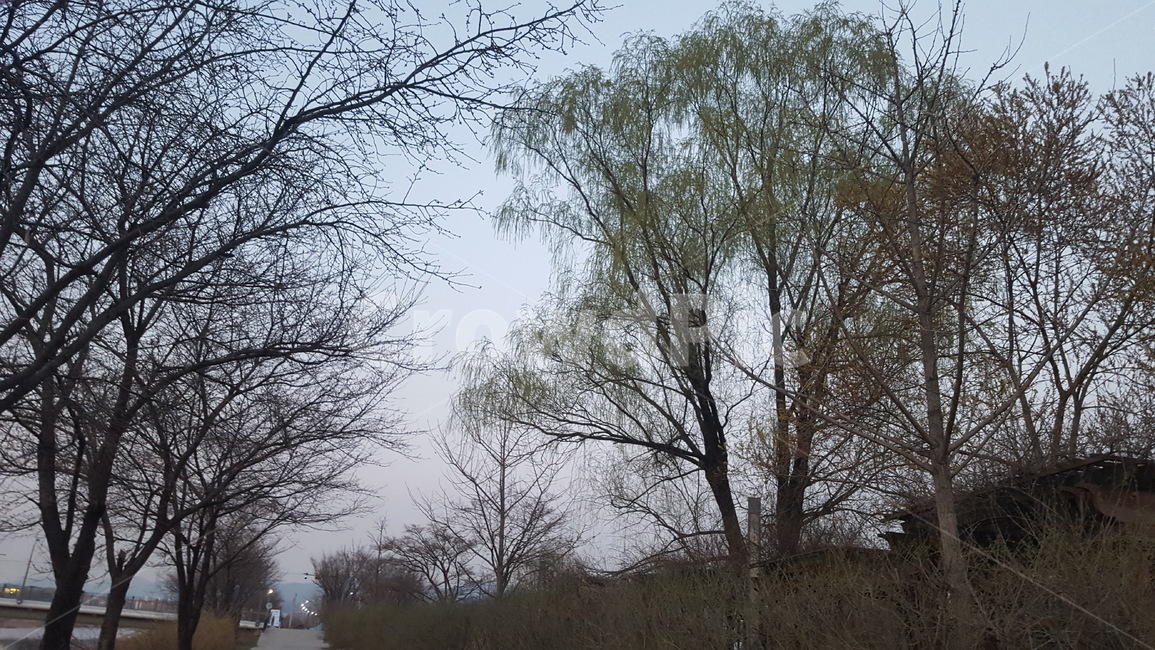 나무,풍경,하늘,노을,길,자연,풍경,nature,landscape,tree,plant,식물