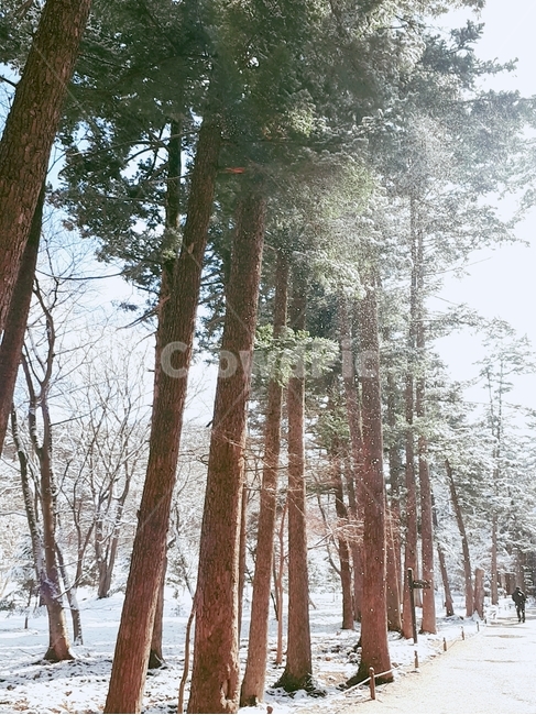 겨울,눈,겨울햇살,나무,겨울나무,숲길,겨울숲길