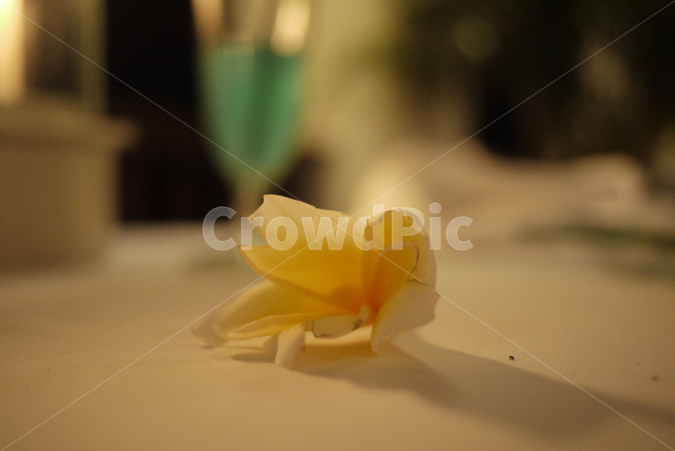 꽃송이,노란꽃,자연,식물,동남아꽃,꽃,flower