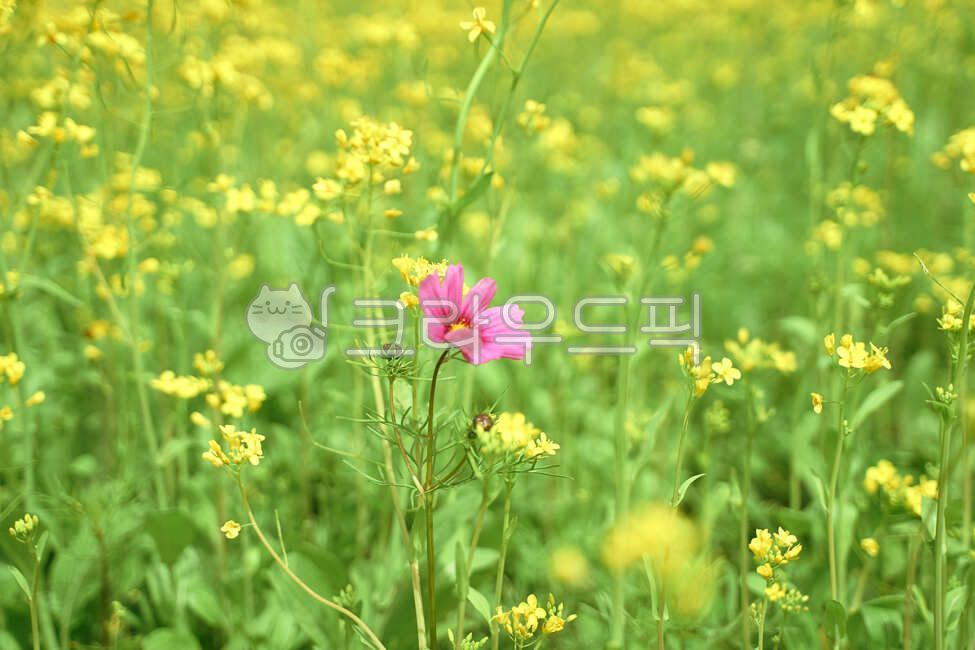 nature,yellow flower,rape flower field,flower garden,grassland,field,outdoors,background,rape flower,flower background