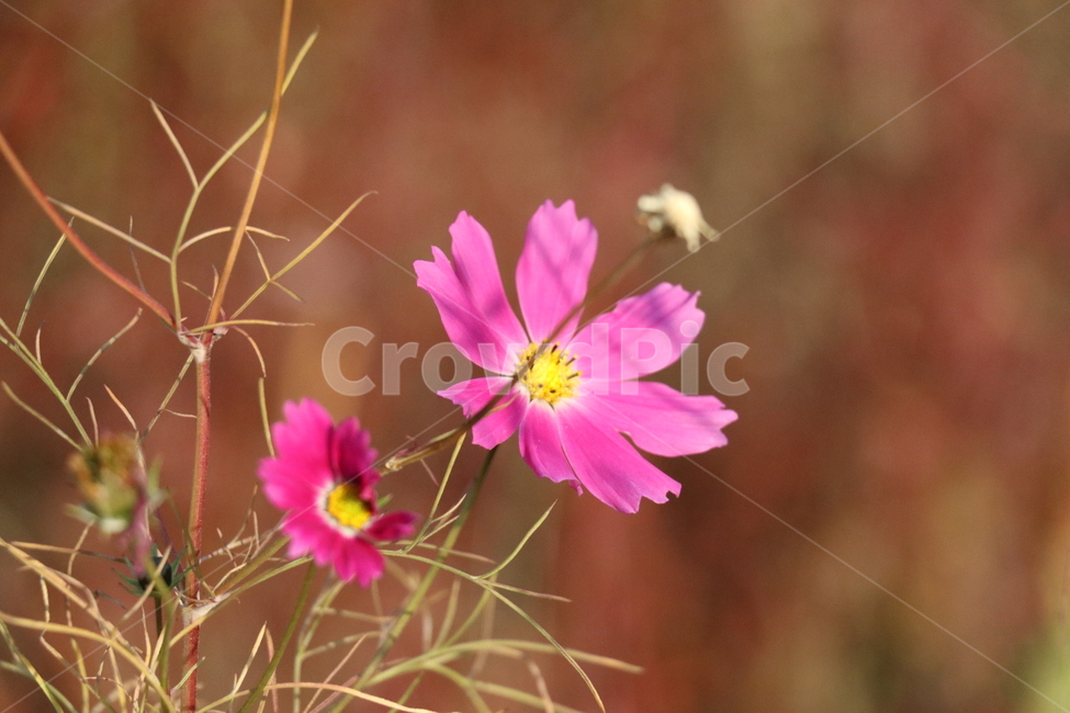 꽃사진,코스모스,자연,식물,가을,가을꽃,가을,계절,fall,autumn,season,식물,자연,plants,nature,꽃,flower,plant