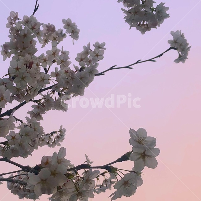 벚꽃,감성,색감,꽃,노을