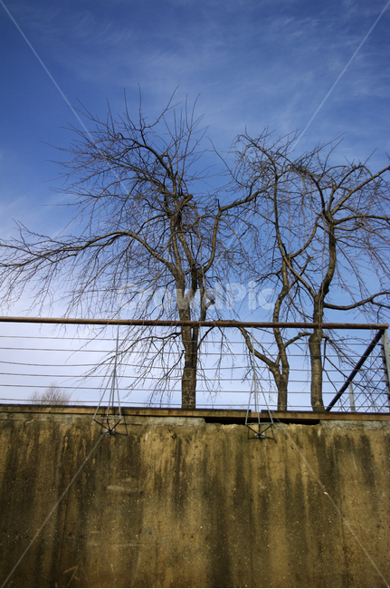 겨울,나무,식물,plant,하늘,구름,자연,풍경,nature,landscape