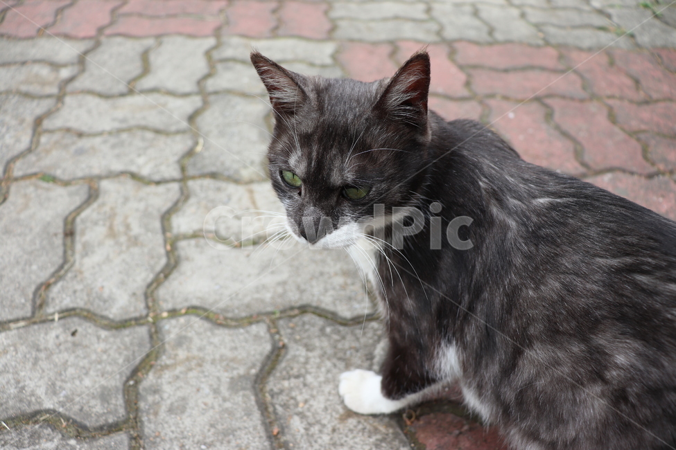 cat,고양이,동물,animal,길냥이,pet,동물,animal,포유류,mammal,고양이,cat,kitten,kitty