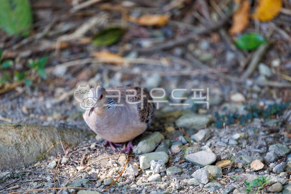 비둘기,산비둘기,조류,야생조류,새