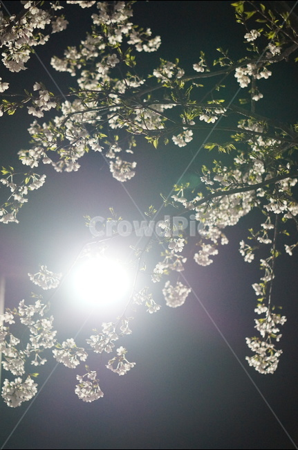 벗꽃,야경,가로등,흰색,빛,밤,봄,계절,spring,season,야경,밤,풍경,nightscape,night,landscape,식물,자연,plants,nature,꽃,flower,light,flare,플레어