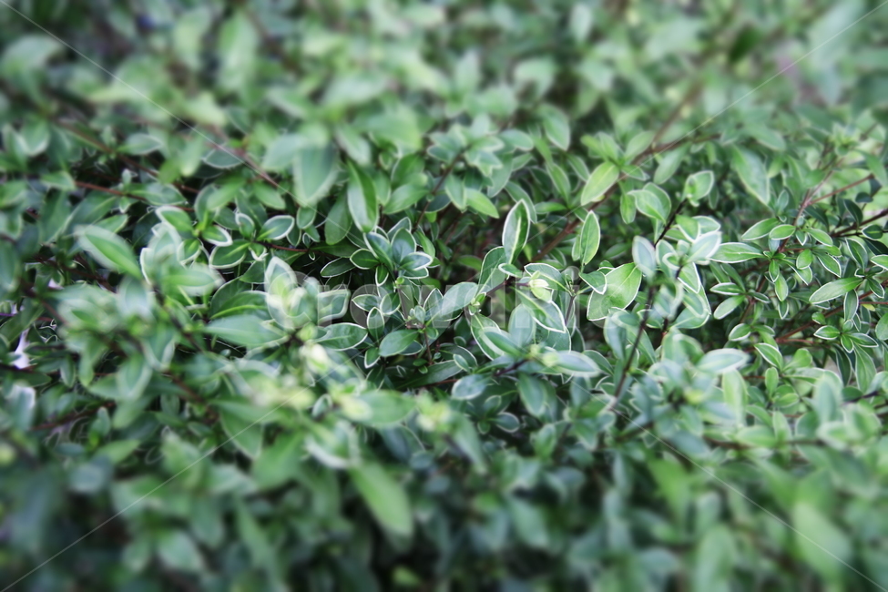 자연,식물,잎,힐링,휴식,식물,자연,plants,nature