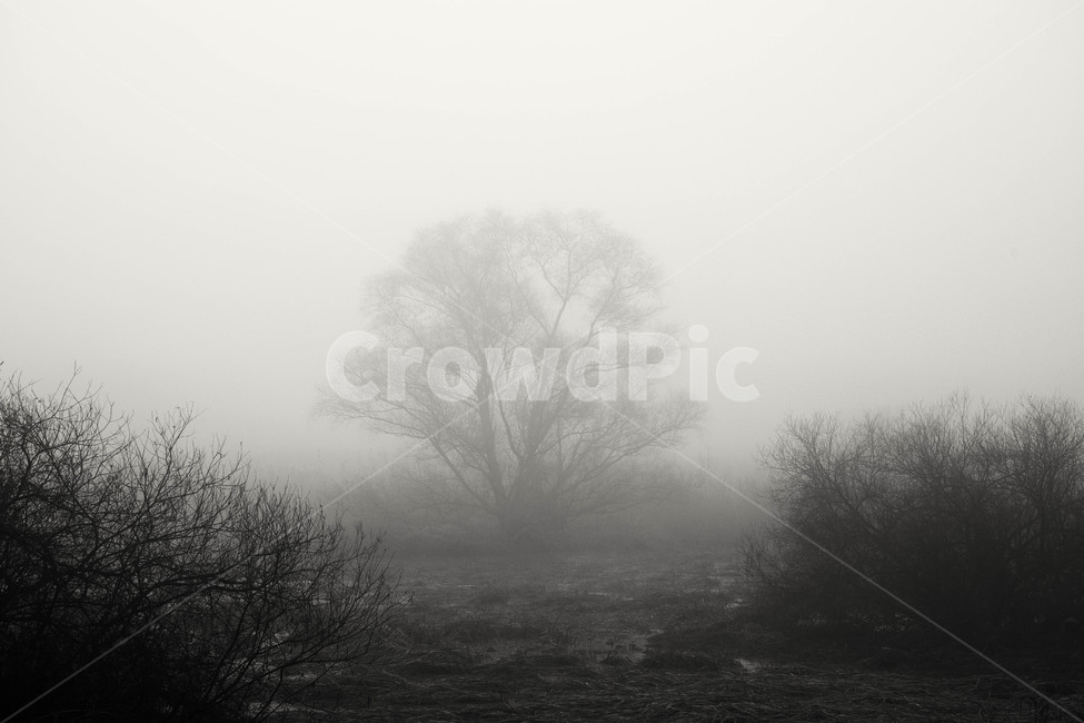 안개,나무,안개낀아침,화포천,습지,자연,풍경,nature,landscape,식물,plants,나무,trees,wood,흑백,모노톤,monochrome,black and white,weather,날씨,outdoors,옥외