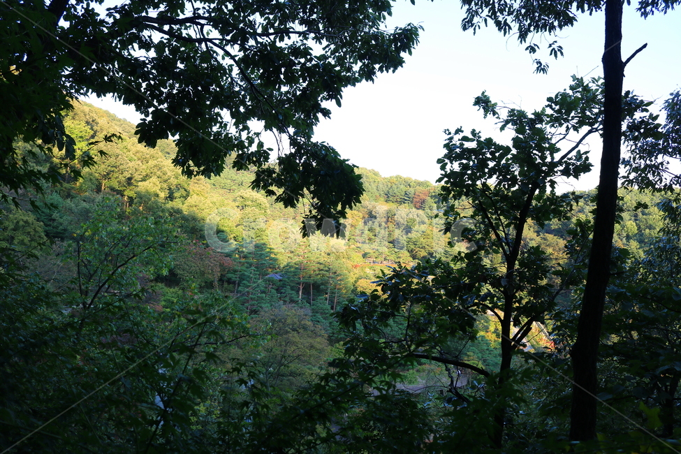 화담숲,나무,자연,풍경,식물,경치,공원,숲,산책길,단풍,단풍나무,벚나무,상수리나무,도토리나무,자연,풍경,nature,landscape