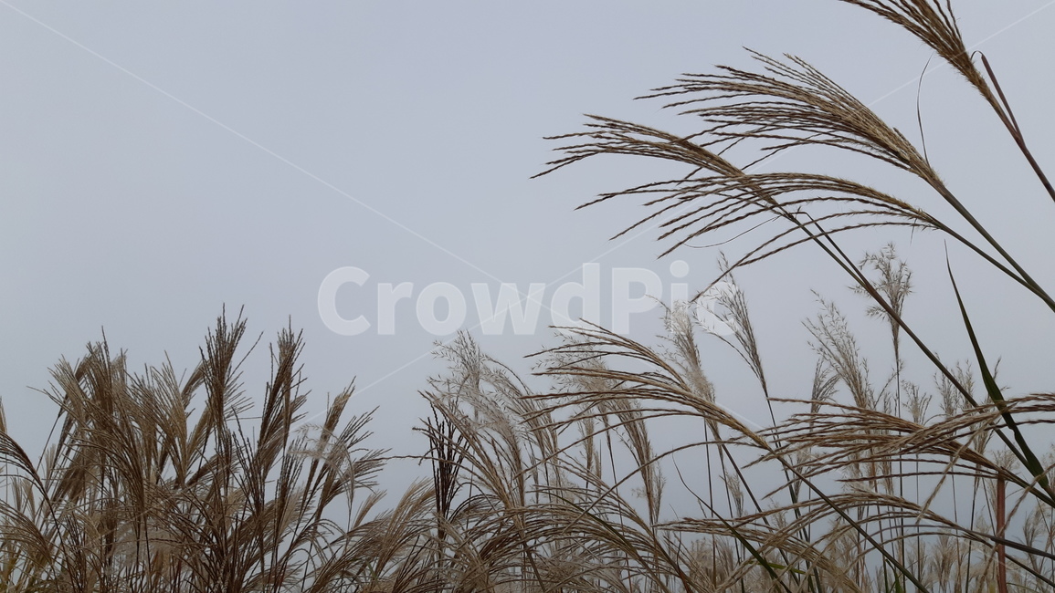 plant,식물,grass,lawn,잔디,reed,갈대,억새,갈대숲,억새밭,바람,흐림,흐린,흐린날씨,날씨,자연,풍경,식물,자연,plants,nature