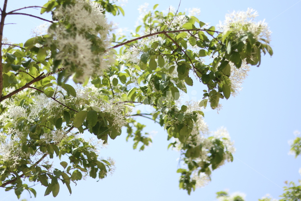 이팝나무꽃,흰색,봄,파랑하늘,맑음,식물,자연,plants,nature,꽃,flower