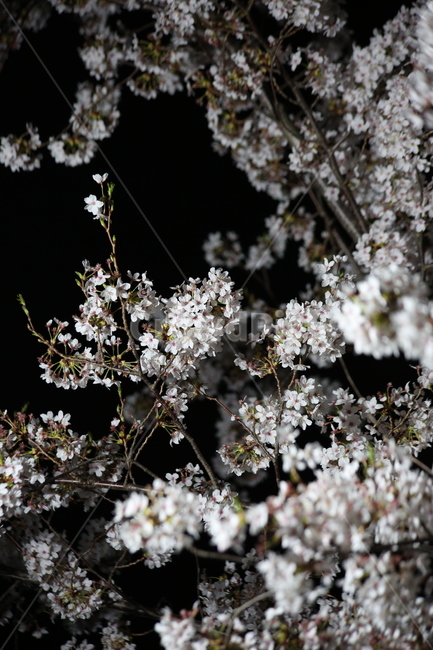 봄,벚꽃,야경,꽃,야간촬영,흰색,흰꽃,봄,계절,spring,season,식물,자연,plants,nature,꽃,flower,plant,blossom