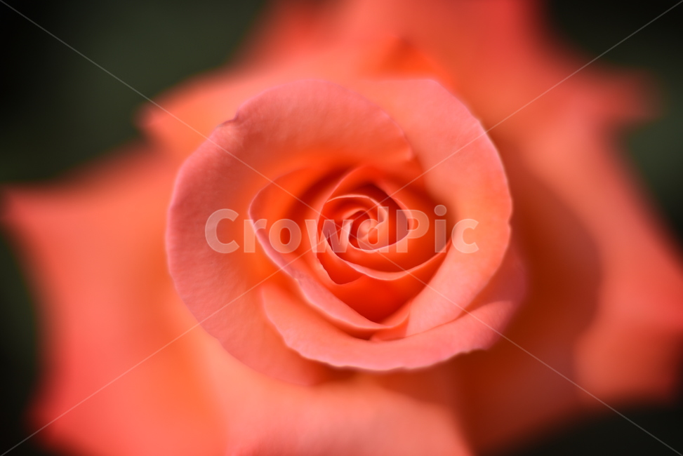 장미,접사,rosaceae,장미과,장미꽃,덩굴식물,관목,식물,자연,plants,nature,꽃,flower