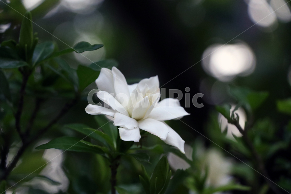 고독한꽃,외로운꽃,쓸쓸한꽃,하얀,꽃,자연,나뭇잎,잎,plant,식물,nature,leaf,lonelinessflower,solitudeflower,lonesomeflower,flower,흰색꽃,whiteflower