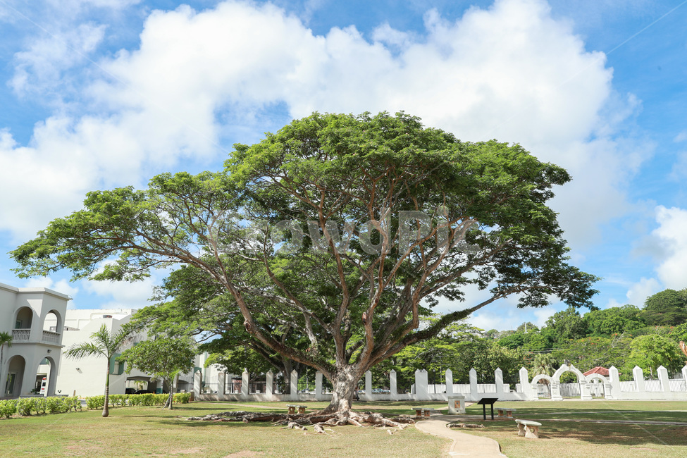 나무,tree,plant,식물,treetrunk,나무줄기,식물,자연,plants,nature,나무,trees,wood