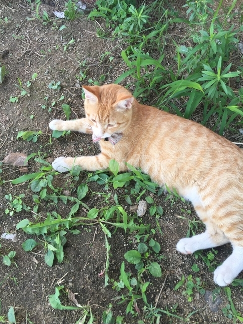 길고양이,고양이,귀여운,누워있는고양이,동물,cat