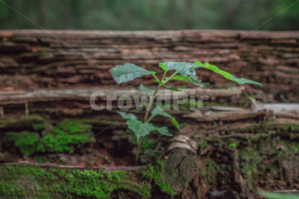 plant,식물,leaf,고목,잎,이끼