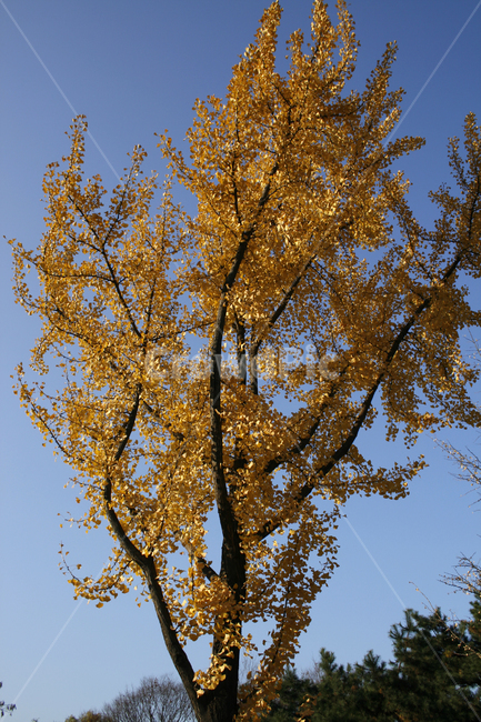 가을,은행나무,나무,잎,하늘,가을,계절,fall,autumn,season,식물,자연,plants,nature,나무,trees,wood,tree,plant