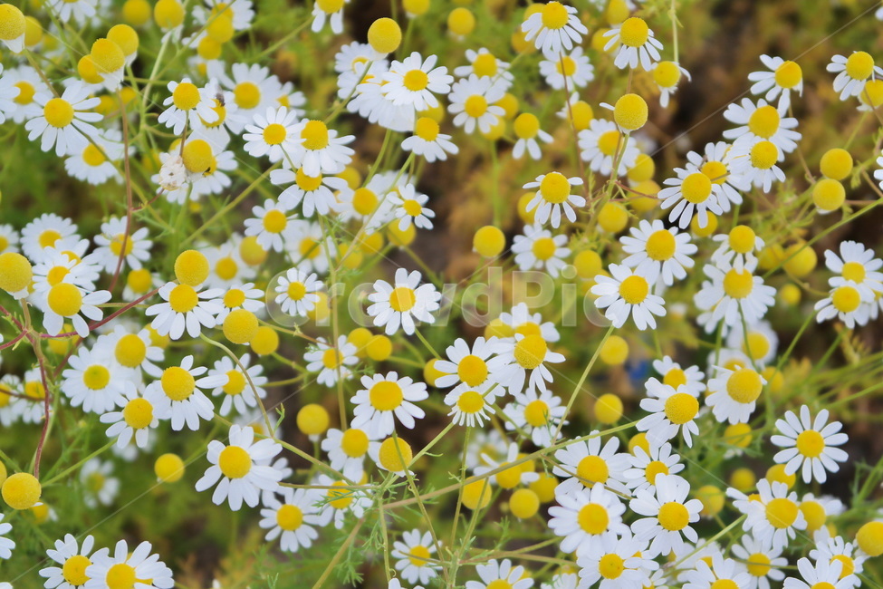 카모마일,캐모마일,꽃,허브,꽃밭,감성,봄꽃,flower,blossom,봄,국화과,plant