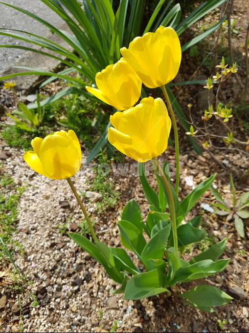 튤립,노란꽃,식물,꽃,flower,식물,자연,plants,nature,꽃,flower