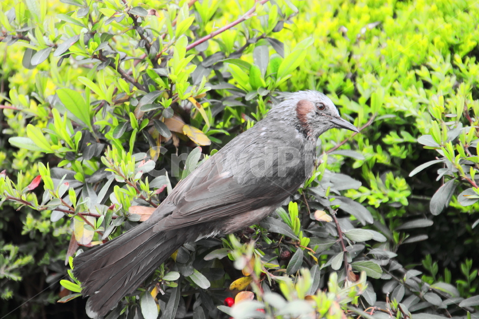 동물,새,자연,나무위,bird