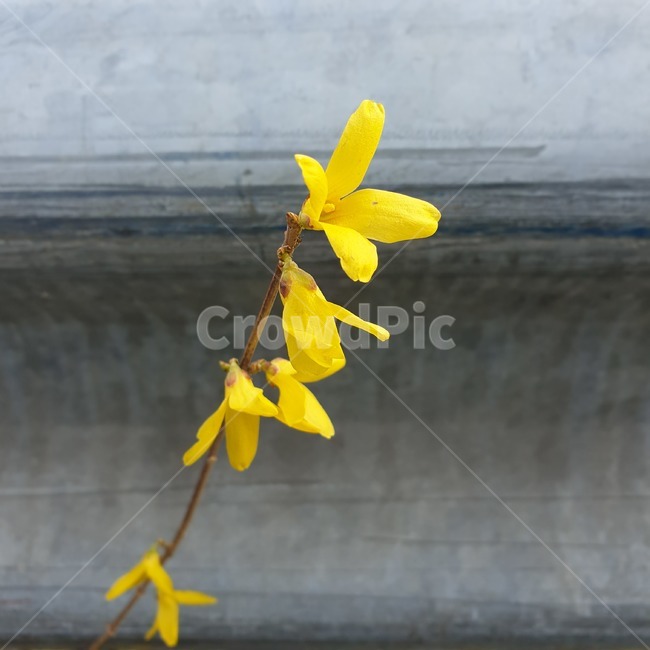 개나리,벽돌,노랑색,꽃,식물,봄,계절,yellow,꽃잎,flower,봄,계절,spring,season,식물,자연,plants,nature,꽃,flower,plant,blossom,petal