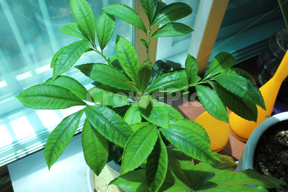 풀,잎,나무,창가,베란다,빛,leaf,plant,식물,화분,식물,자연,plants,nature