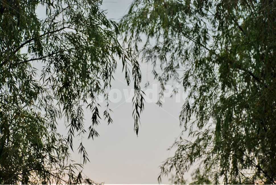 버드나무,하늘,개와늑대의시간,역광,숲,자연,풍경,nature,landscape,tree,나무,plant,식물