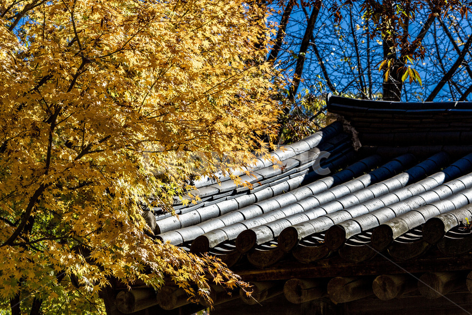 가을,낙엽,기와,단풍,기와지붕,자연,풍경,가을,계절,fall,autumn,season,한국전통,한국문화,korean traditional,korean culture,roof,지붕