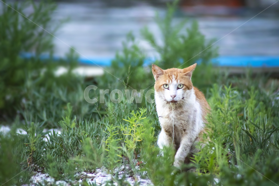 고양이,길고양이,병든,동물,야생