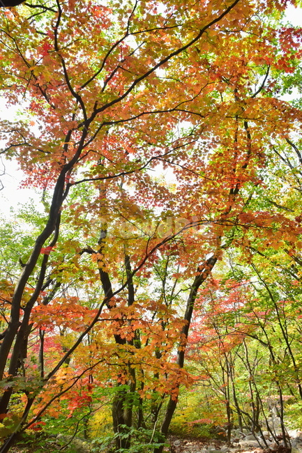 가을,단풍,자연,풍경,북한산,잎,단풍잎,붉은,나무,계절,계곡,숲,힐링,plant,fall,autumn,season,forestnature,landscape,한국자연풍경,한국자연경관,korea,tree,maple,leaf,가을,계절,fall,autumn,season,자연,풍경,nature,landscape,식물,plants,나무,trees,wood,tree trunk,나무 줄기