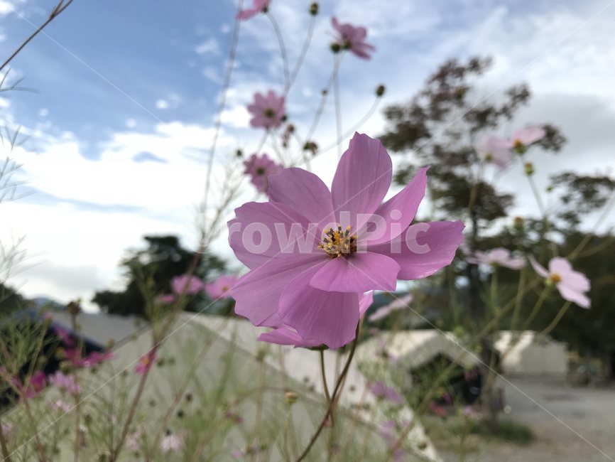 plant,식물,flower,blossom,꽃,geranium,제라늄,식물,자연,plants,nature,꽃,flower