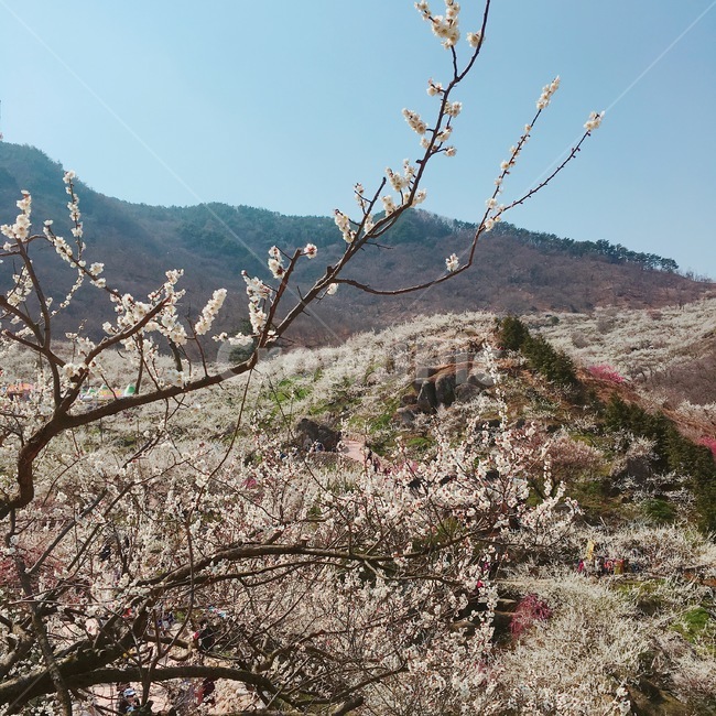꽃,봄,풍경,감성사진,여유