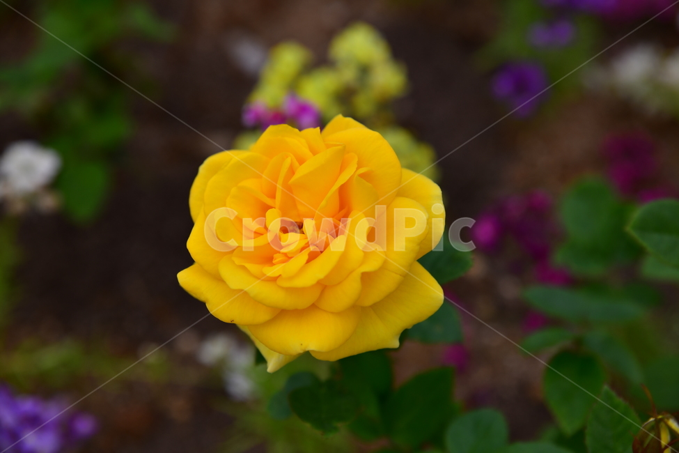 꽃,야생화,정원,수목원,자연,봄,여름,장미,식물,자연,plants,nature,꽃,flower